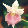 Thumbnail for version as of 10:48, 2 May 2007