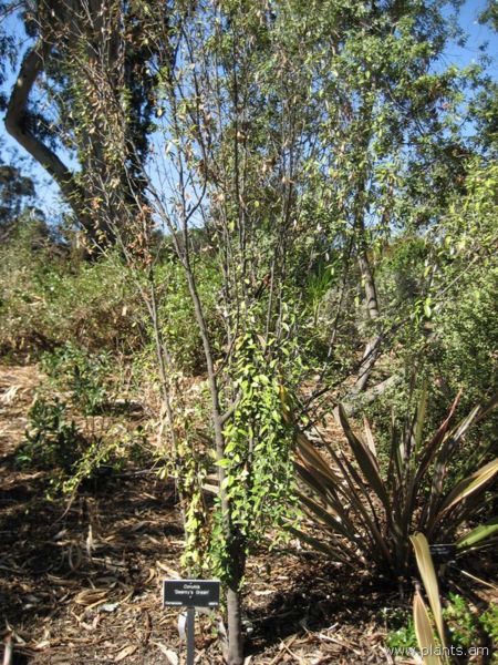 File:Corokia-geenty's green-IMG 0618 hunt07.jpg