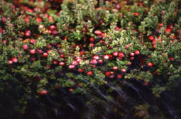 Cranberry fruit