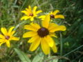Rudbeckia hirta in southern Maine.
