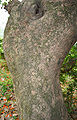 trunk in Kolkata, West Bengal, India.