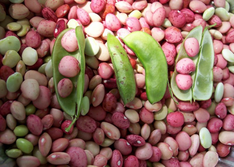 File:Dixie Butterpea.jpg