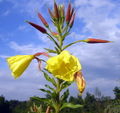 Thumbnail for version as of 04:10, 13 August 2007