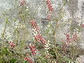 Fumaria muralis