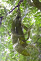 Immature seed pods