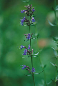 Herb Hyssop Hyssopus officinalis