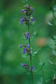 Thumbnail for version as of 07:25, 16 October 2007
