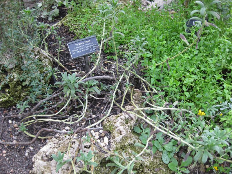 File:IMG 1237 bbg09.jpg
