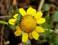 Yellow chamomile flower with false blister beetle (Oedemera lurida)