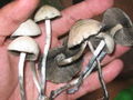 Thumbnail for version as of 09:20, 30 October 2007