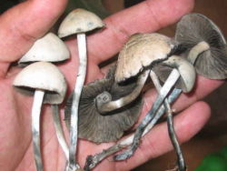 Wild Panaeolus cyanescens