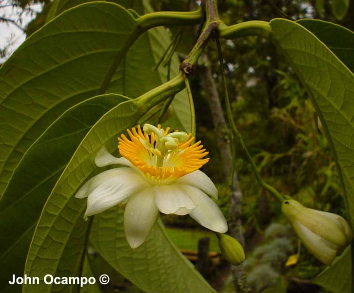 File:Passiflora arborea Spreng.jpg