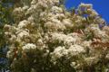 Photinia fraseri
