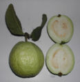 Green guava fruit