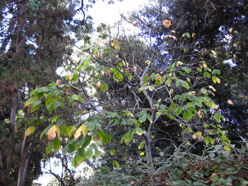 File:Rpiw78o2adgs2crjvsmwgt8z70geq9c.jpg