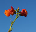 Thumbnail for version as of 14:58, 17 September 2007