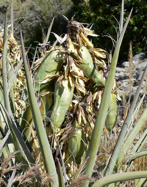 File:Yucca baccata 6.jpg