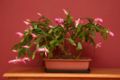 A holiday cactus potted and trimmed as an indoor bonsai