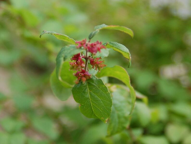 File:1017px-3867 - Symphoricarpos orbiculatus (Korallenbeere).JPG