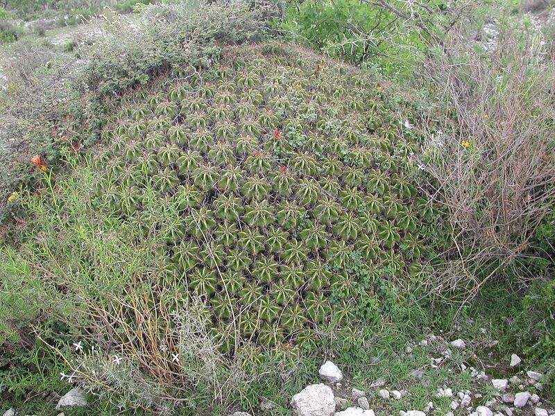 File:1024px-Ferocactusrobustus.jpg