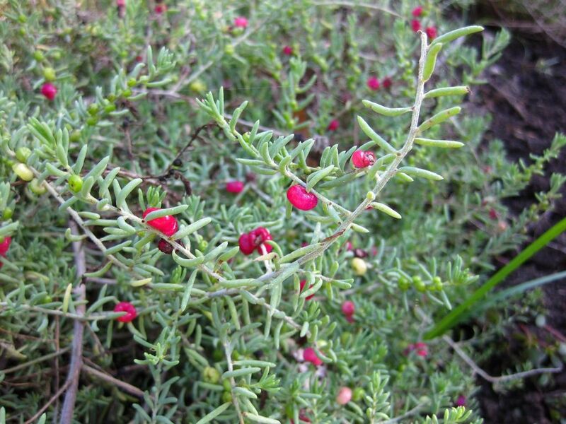 File:1024px-IMG 2048 hunt09oct.jpg