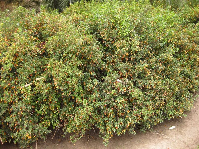 File:1024px-IMG 3856 hunt0904.jpg
