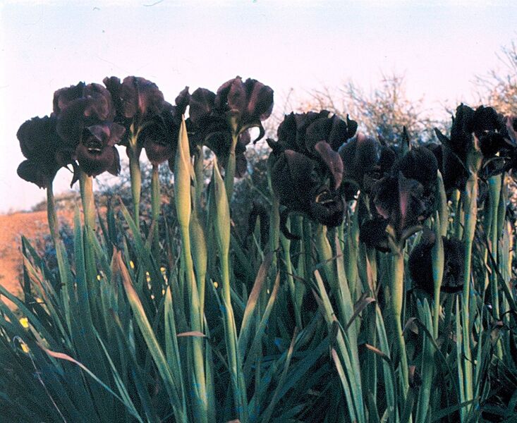 File:1252px-Iris atropurpurea Netanya A.jpg