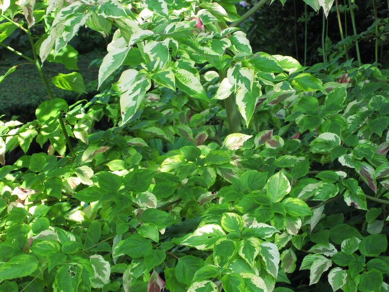 File:1280px-IMG 0096 nybg09.jpg