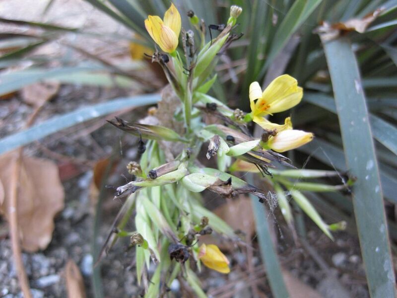 File:1280px-IMG 1894 hunt09oct.jpg