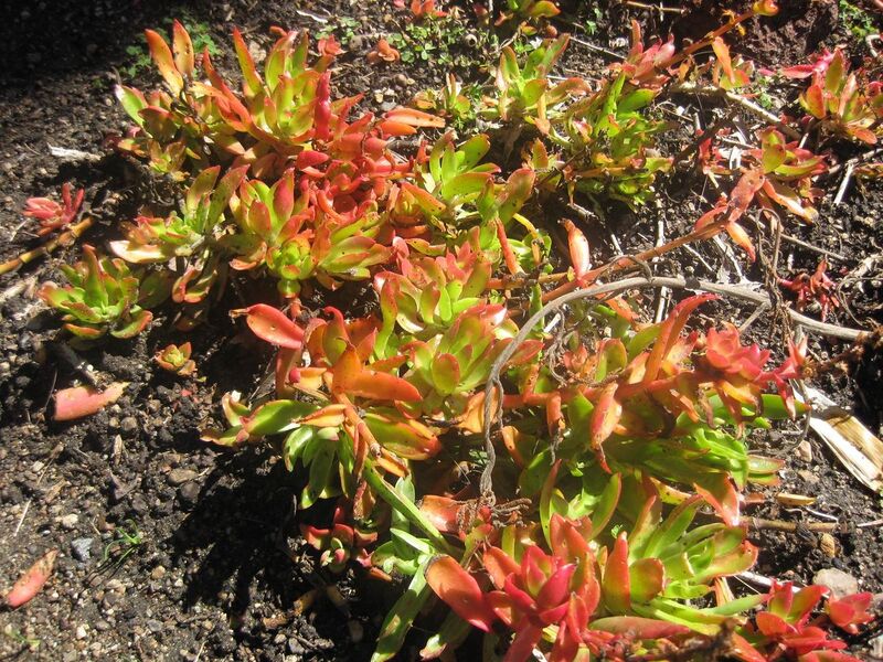 File:1280px-IMG 2133 hunt0903.jpg