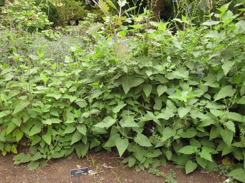 File:1280px-IMG 7039 hunt09jun.jpg