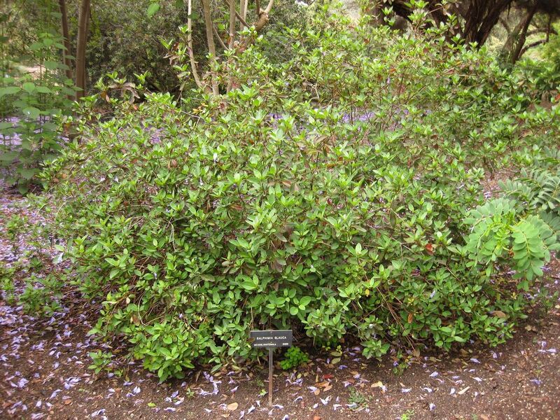 File:1280px-IMG 7062 hunt09jun.jpg