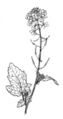 Thumbnail for version as of 10:27, 29 April 2025