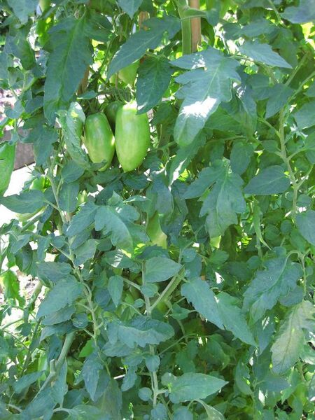 File:576px-IMG 0390 nybg09.jpg