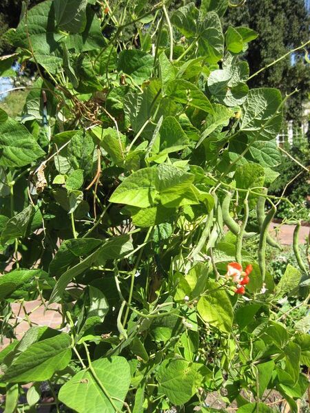 File:576px-IMG 1851 hunt09oct.jpg