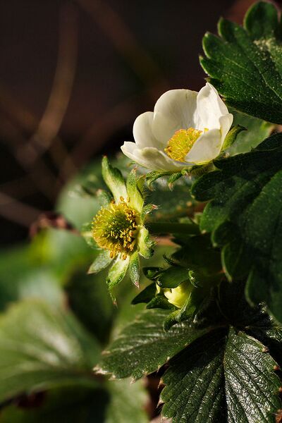 File:682px-Strawberryflowers.jpg