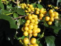 Yellow Bourbon Coffee, a variety of COFFEA ARABICA - São João do Manhuaçu City - Minas Gerais State - Brazil