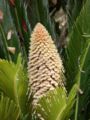 Cycadaceae Cycads