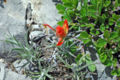 Possibly Castilleja chromosa, "Desert Paintbrush", at the Sandia Mountains.