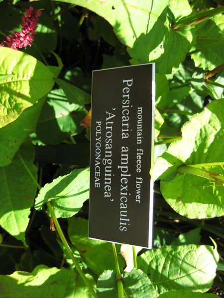File:IMG 0009 nybg09.jpg