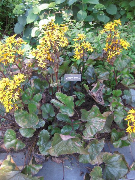 File:IMG 0091 nybg09.jpg
