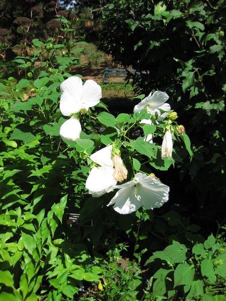 File:IMG 0242 nybg09.jpg