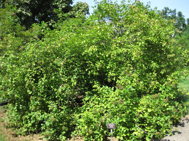 File:IMG 0341 nybg09.jpg