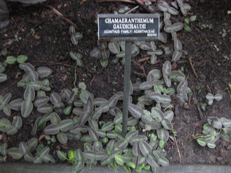 File:IMG 1115 bbg09.jpg