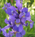 Thumbnail for version as of 19:25, 19 November 2007
