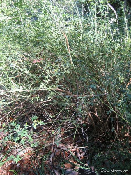 File:Jasminum giraldii-IMG 0726 hunt07.jpg