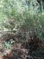 Jasminum giraldii
