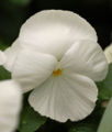 'Delta Premium Pure White' White cultivar