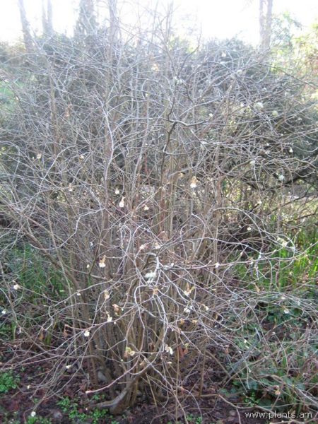 File:Ribes sanguineum-album-IMG 7878 sfbg0308.jpg