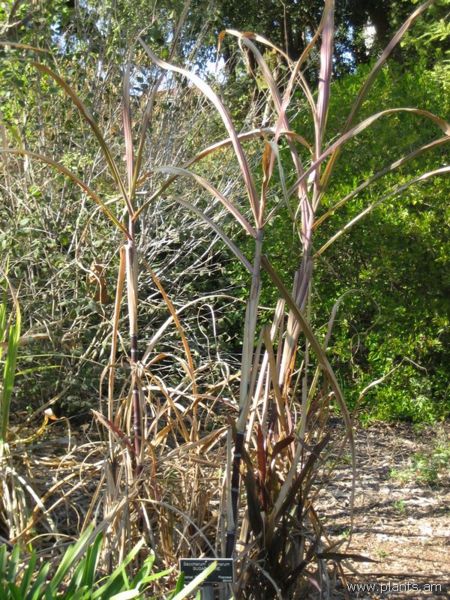 File:Saccharum officinarum-sugar cane-IMG 0962 hunt07.jpg